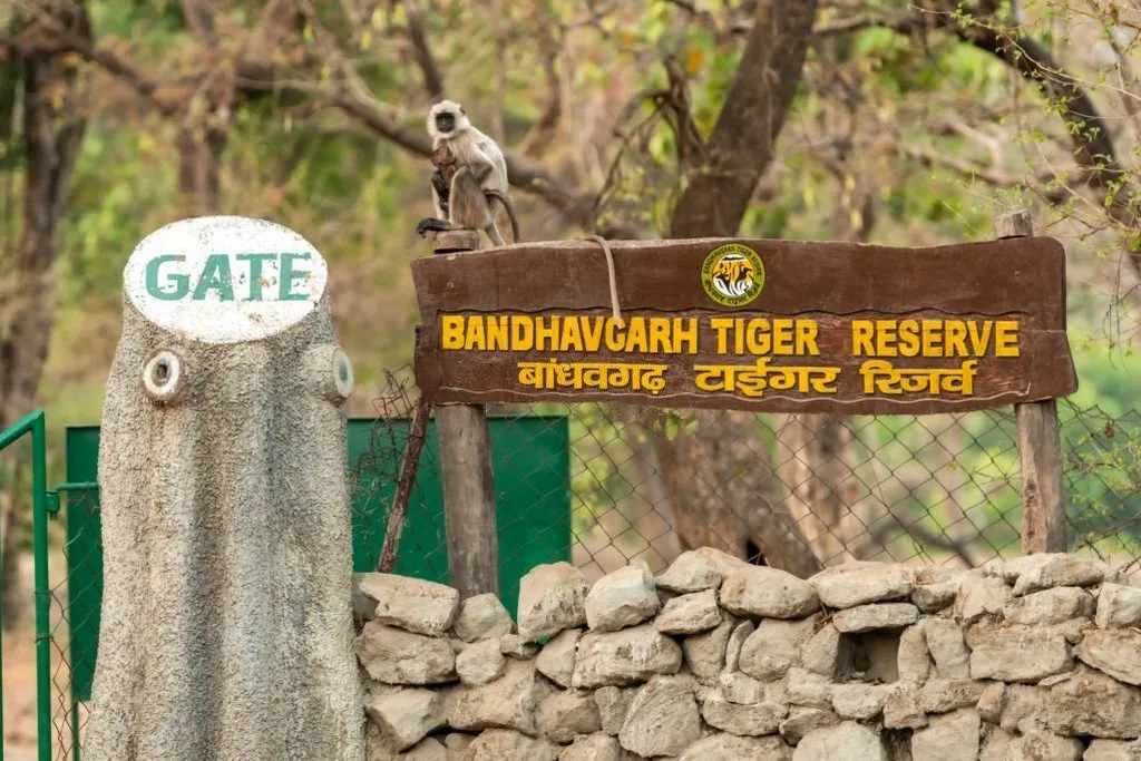 Bandhavgarh Safari